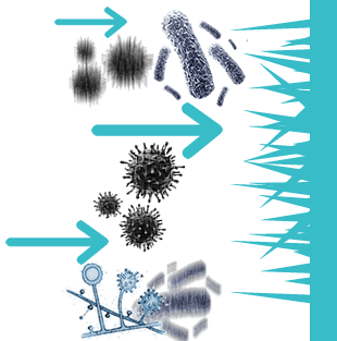 Revêtement antimicrobien en nano-piliers, virucide, bactéricide, fongicide, désinfection mécanique, effet non-chimique | Nano Shield