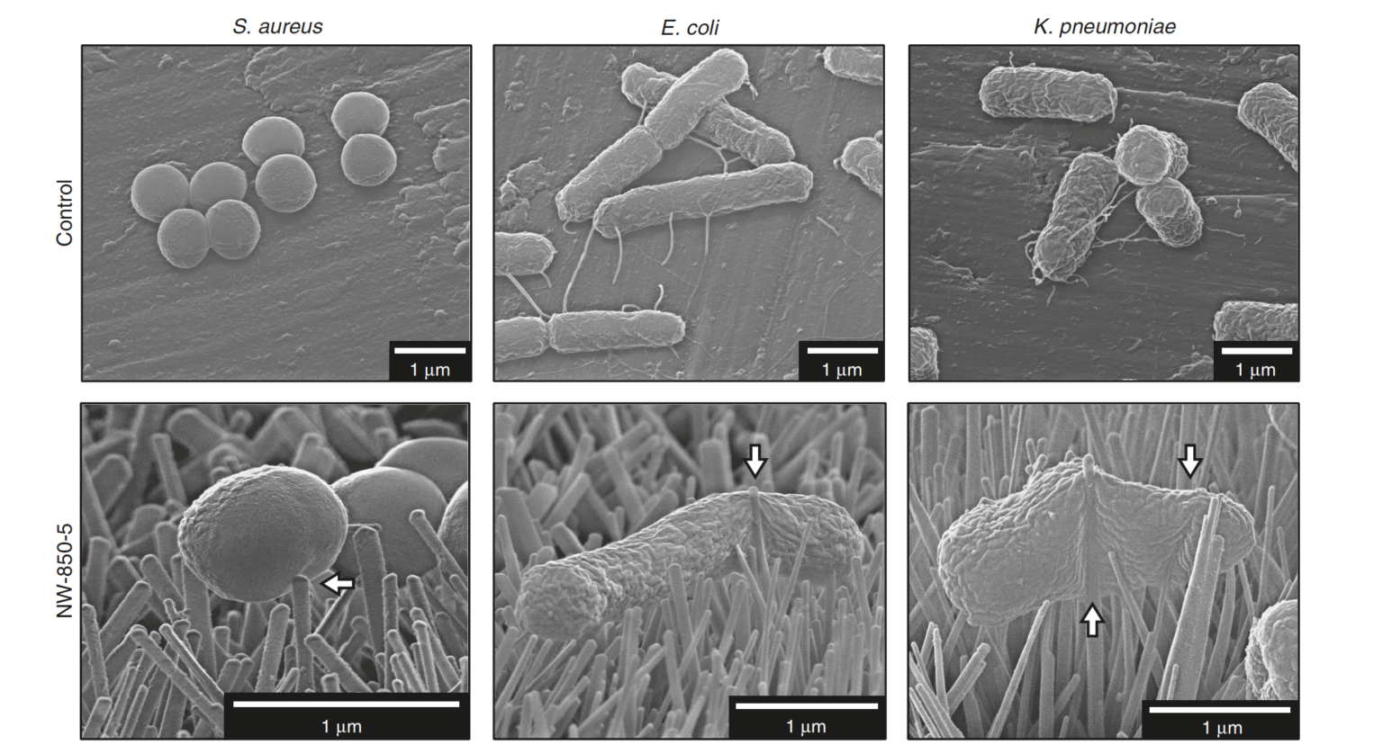 Bactérie sur nanorevêtement