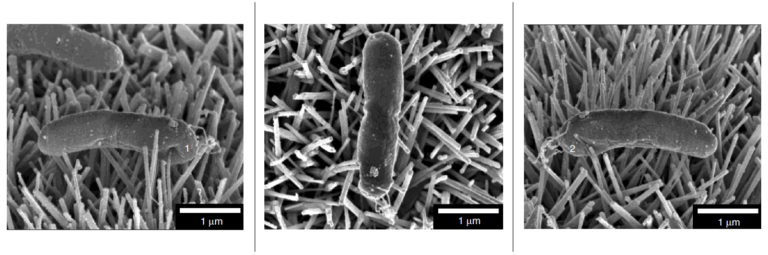 revetement_antimicrobien_nanotechnologie_nanopiliers_bacterie