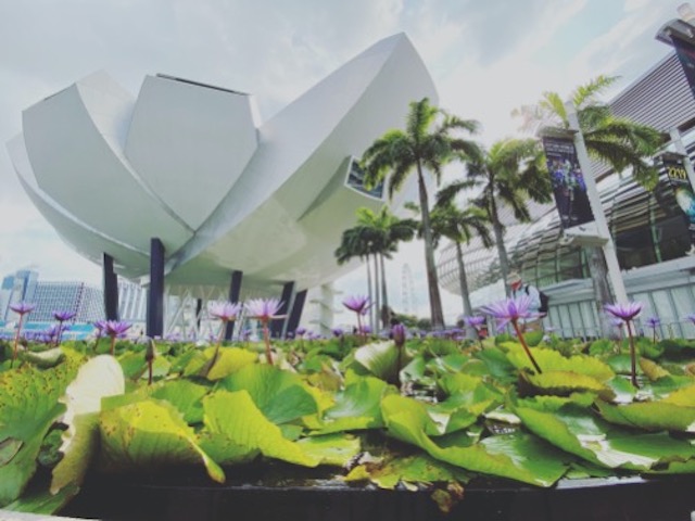 Art science museum of Singapore, inspirée de la structure incurvée de la feuille de lotus.