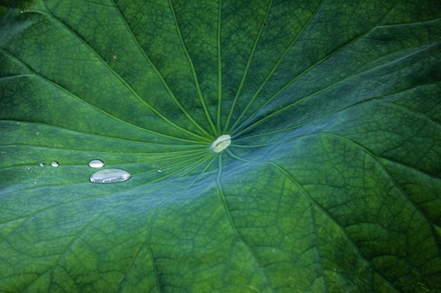 La feuille de lotus est un parfait exemple pour le biomimétisme.