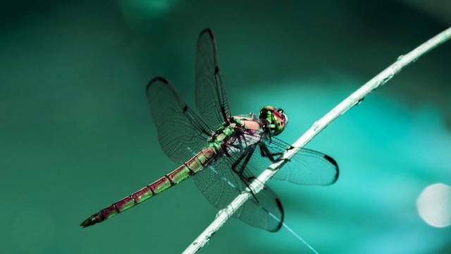 Le biomimétisme s'inspire des nanopiliers présents sur les ailes de libellule.