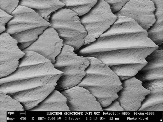 La structure de la peau de requin vue au microscope.