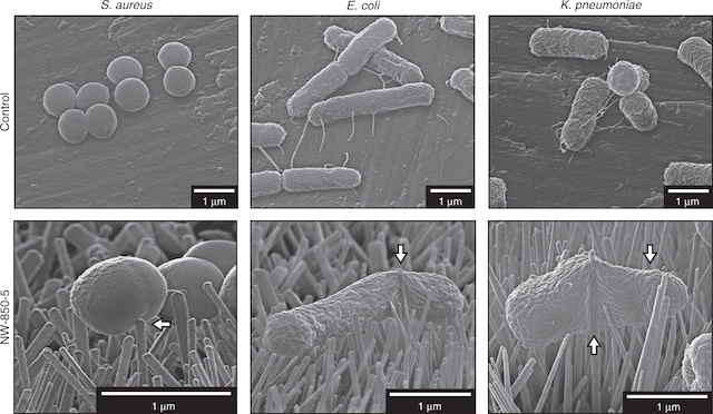 L'effet des nanopiliers sur les membranes des bactéries.