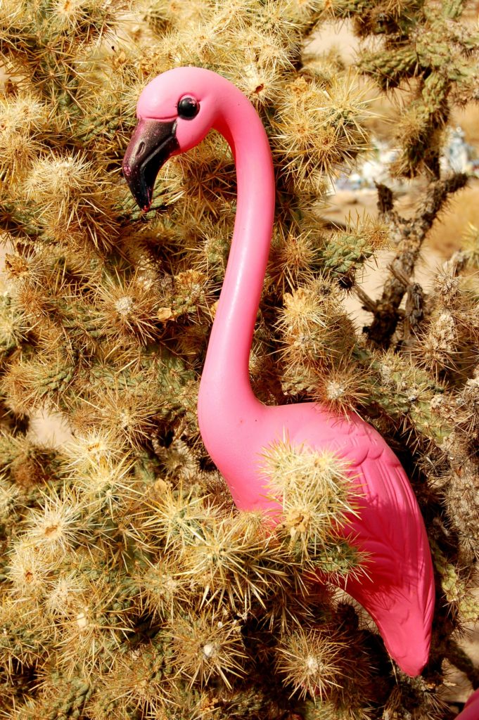 cactus_epines_flamand_rose_jouet